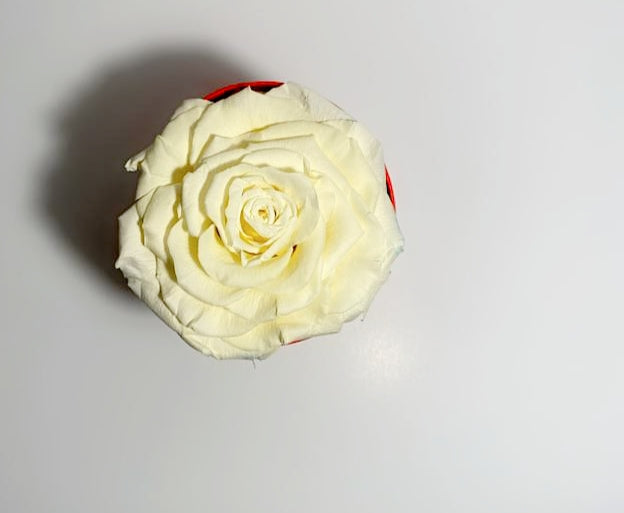Basic Red Box / Cream Rose